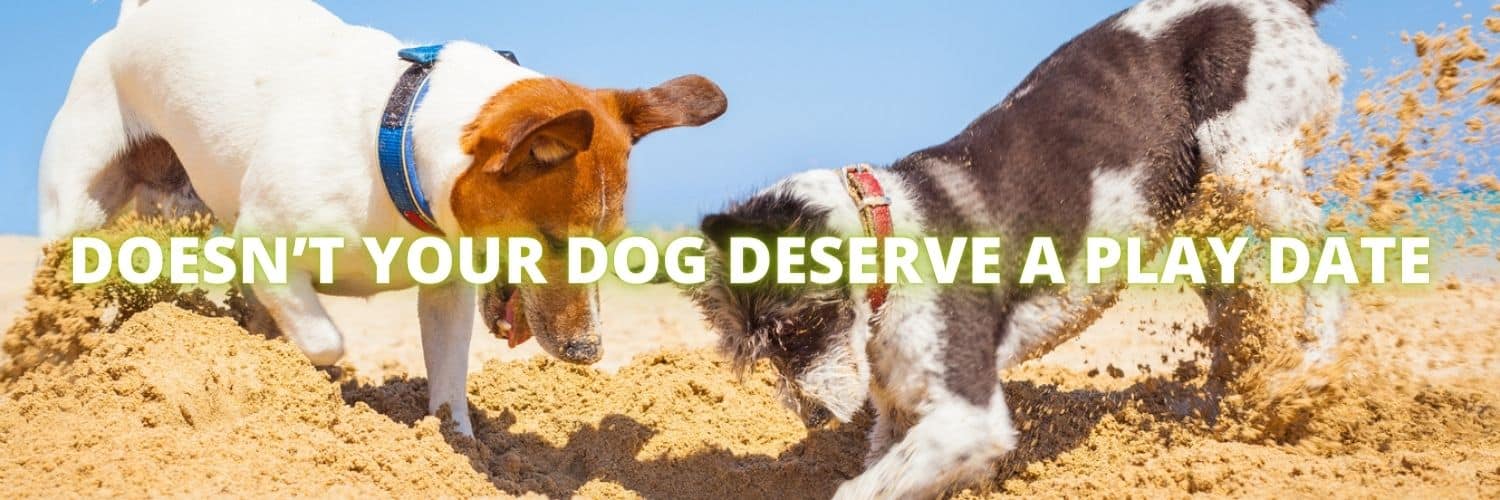 Dog Daycare Aurora IL