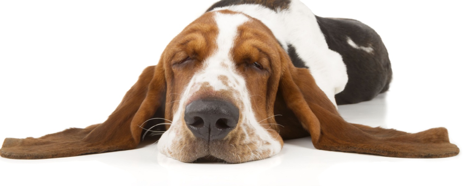 Best Dog Boarding Batavia IL