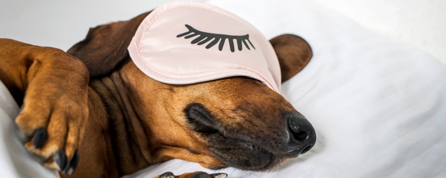 Best Dog Boarding Batavia IL