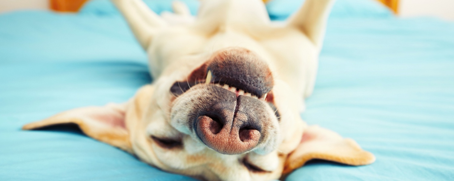 Best Dog Boarding Geneva IL