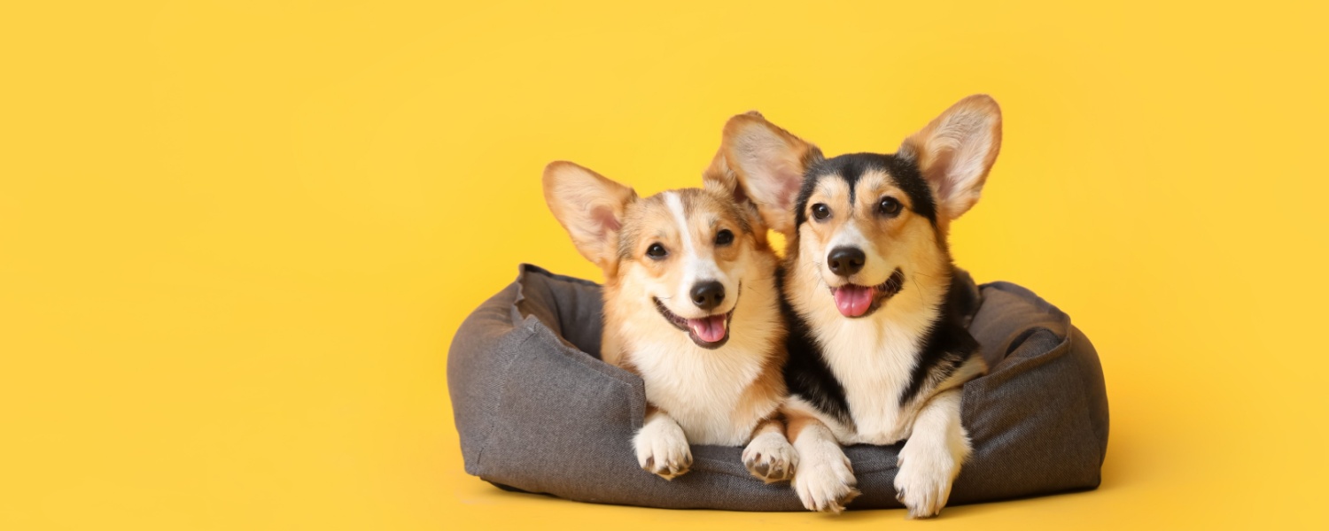 Best Dog Boarding Geneva IL