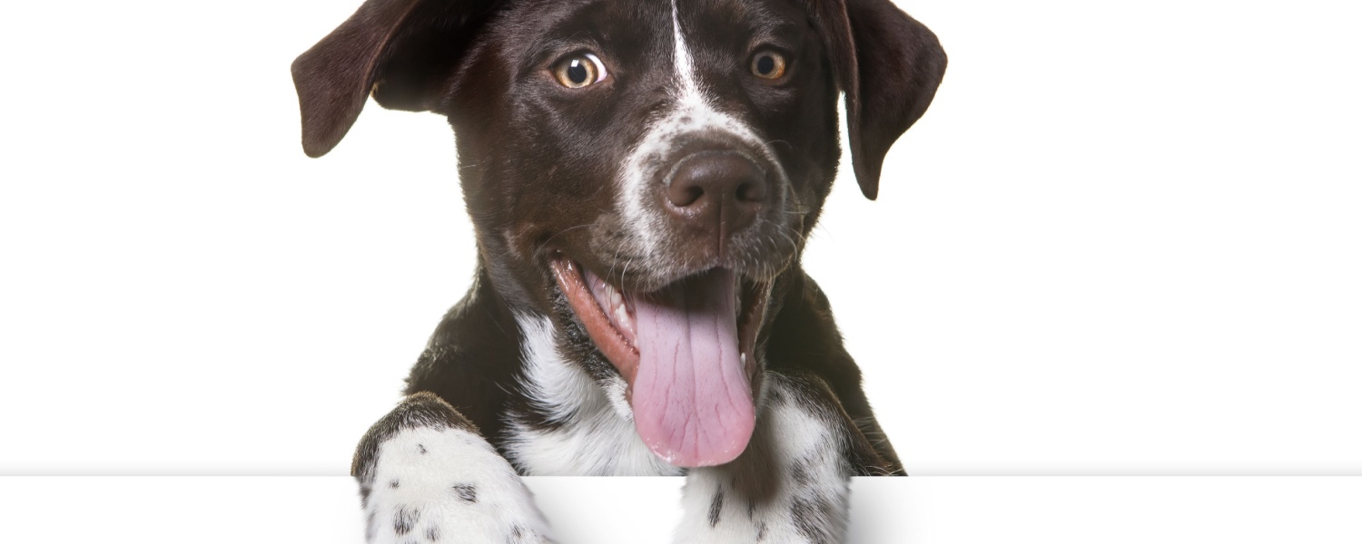 Daycare Dog Aurora IL