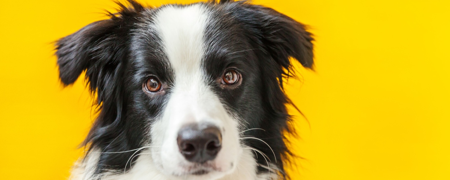 Daycare Dog Batavia IL