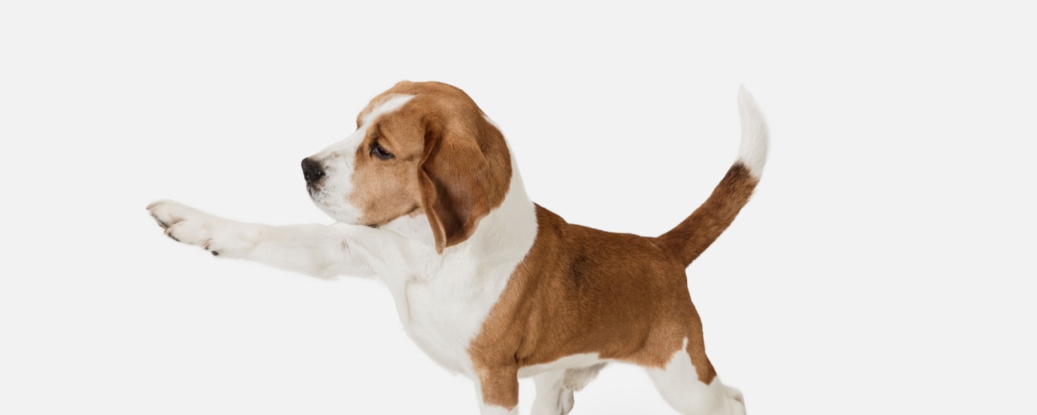 Daycare Dog Glen Ellyn IL
