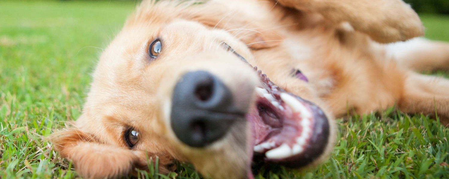 Daycare Dog South Elgin IL