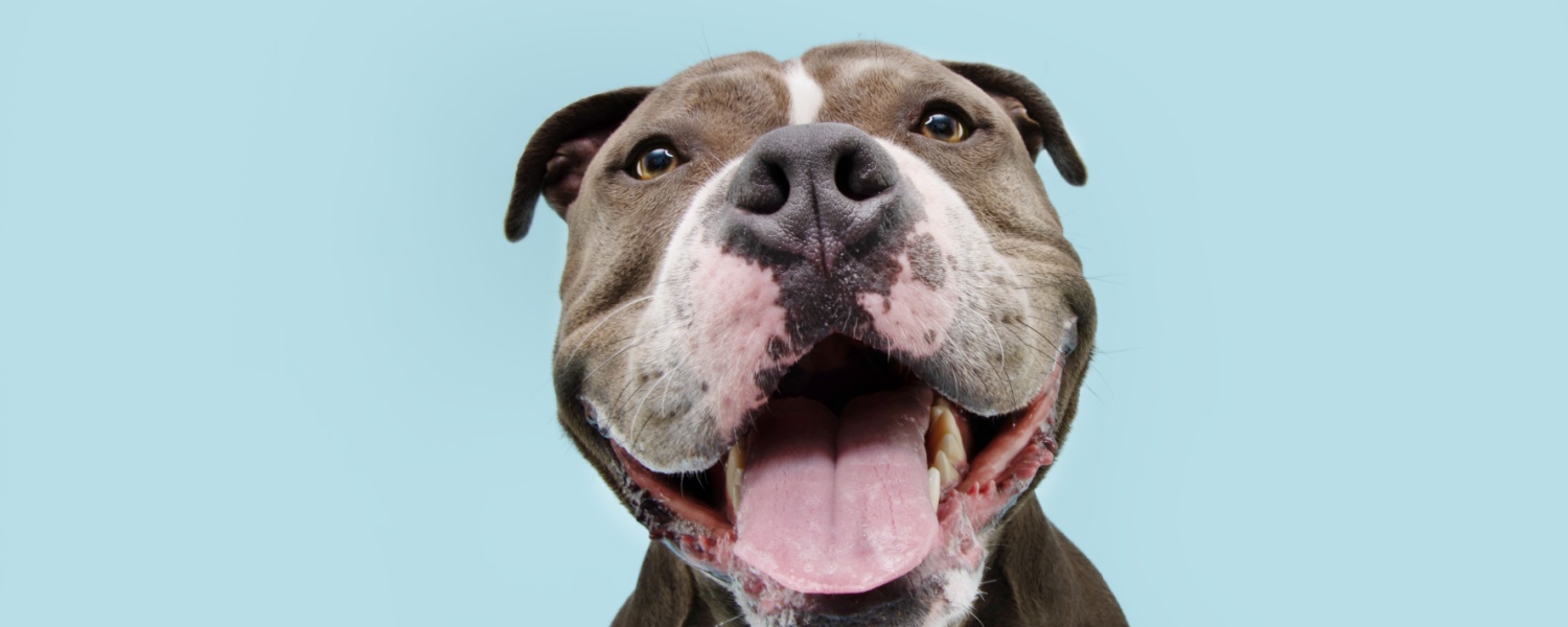 Daycare for Dogs Aurora IL
