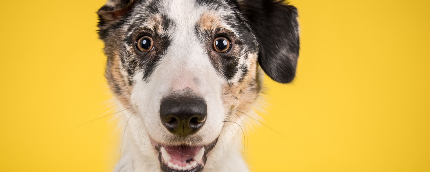 Daycare for Dogs Aurora IL