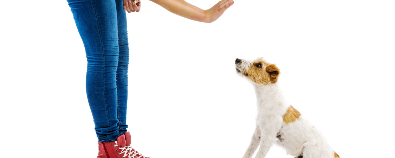 Daycare for Dogs Batavia IL