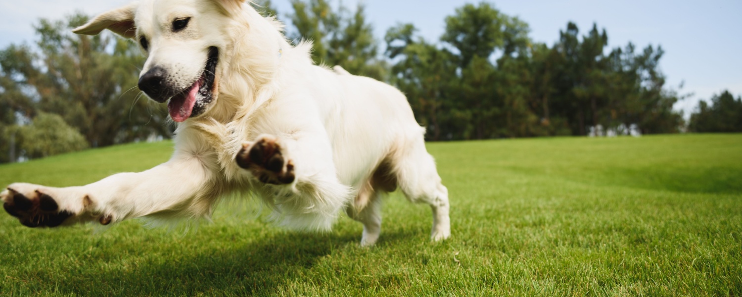 Daycare for Dogs Batavia IL