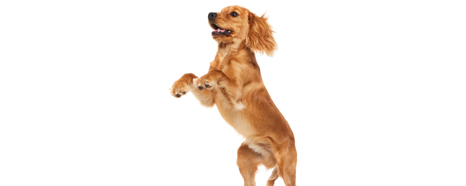 Daycare for Dogs Geneva IL