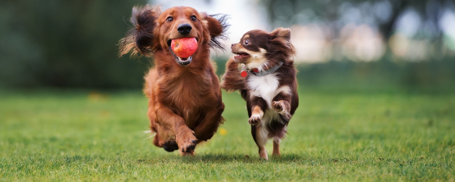 Daycare for Dogs Geneva IL