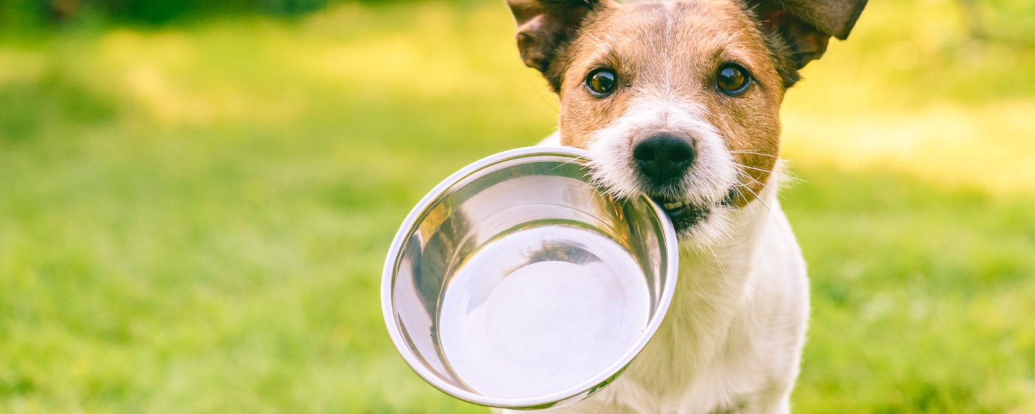 Daycare for Dogs Glen Ellyn IL