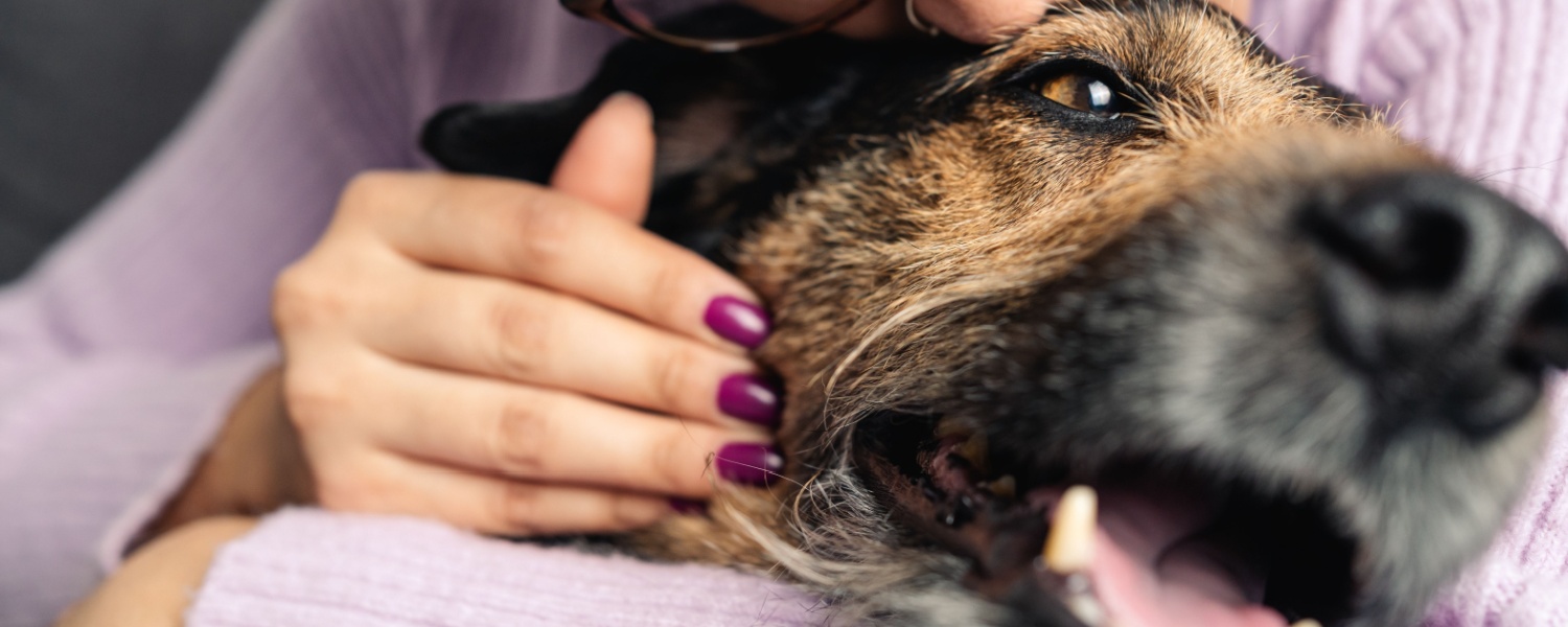 Daycare for Dogs South Elgin IL