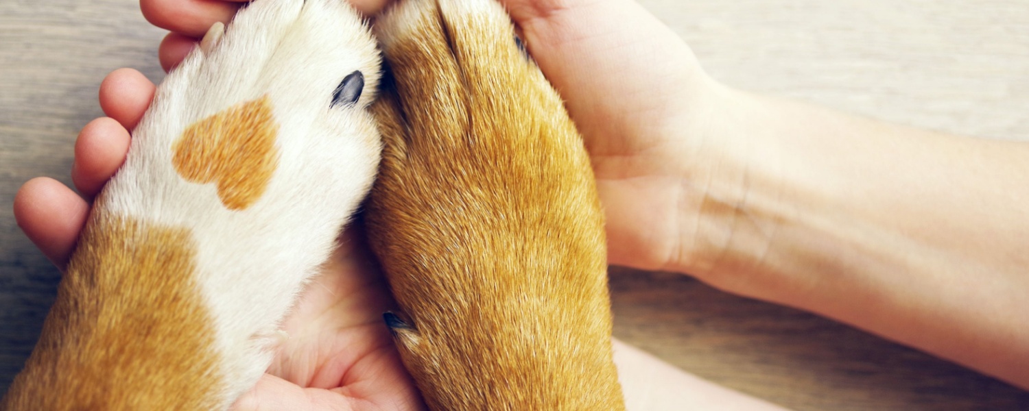 Daycare for Dogs South Elgin IL