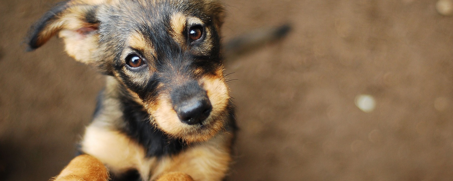 Dog Daycare Near Me Aurora IL