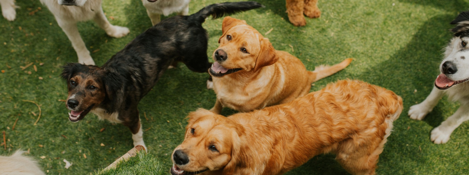 Dog Daycare Near Me Geneva IL