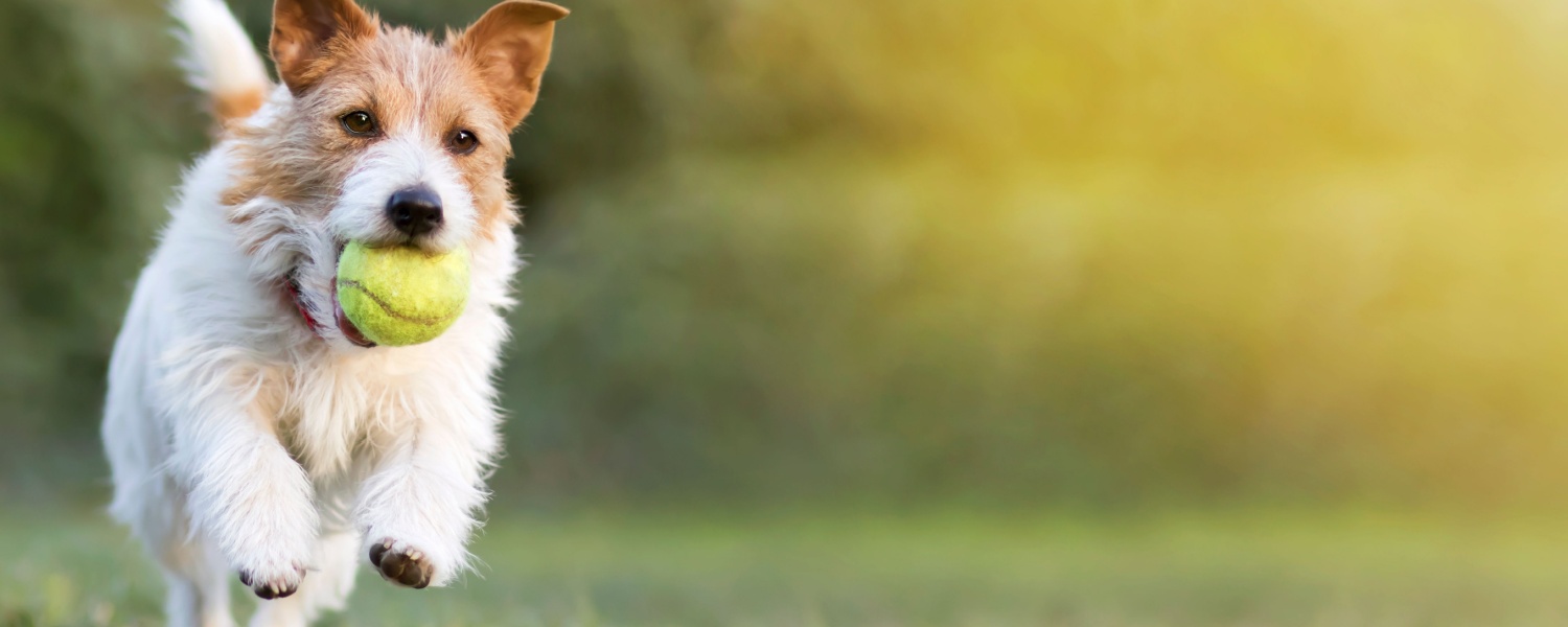 Dog Daycare Near Me Glen Ellyn IL
