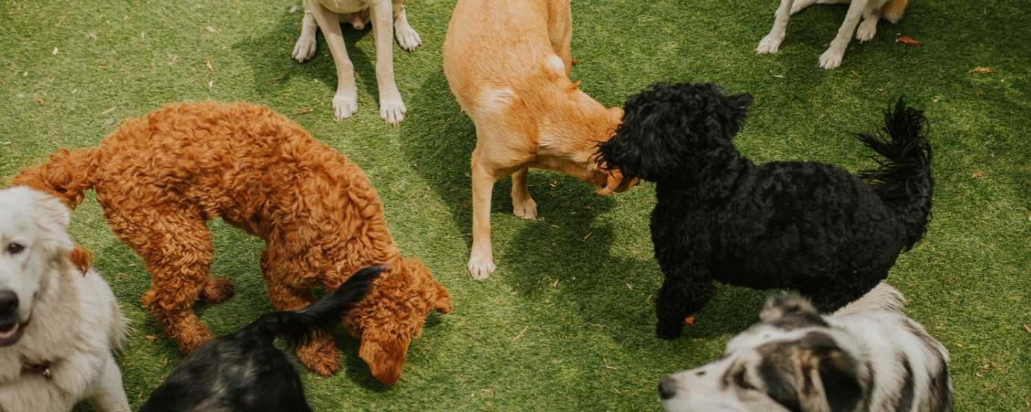Dog Daycare Near Me Glen Ellyn IL