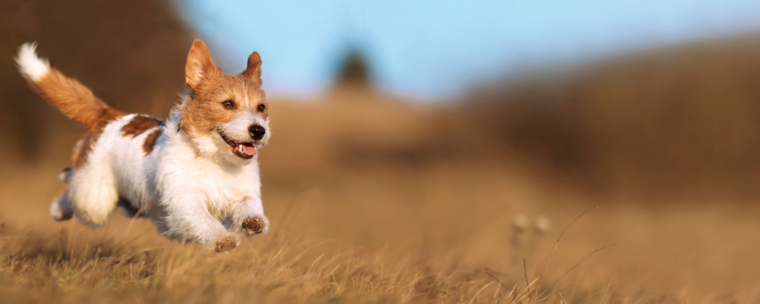 Dog Daycare Near Me South Elgin IL