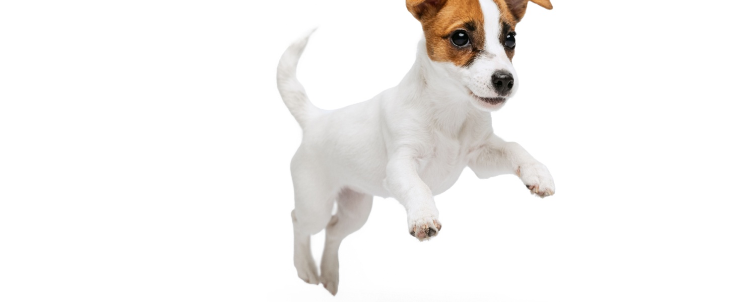 Dog Daycare Near Me South Elgin IL