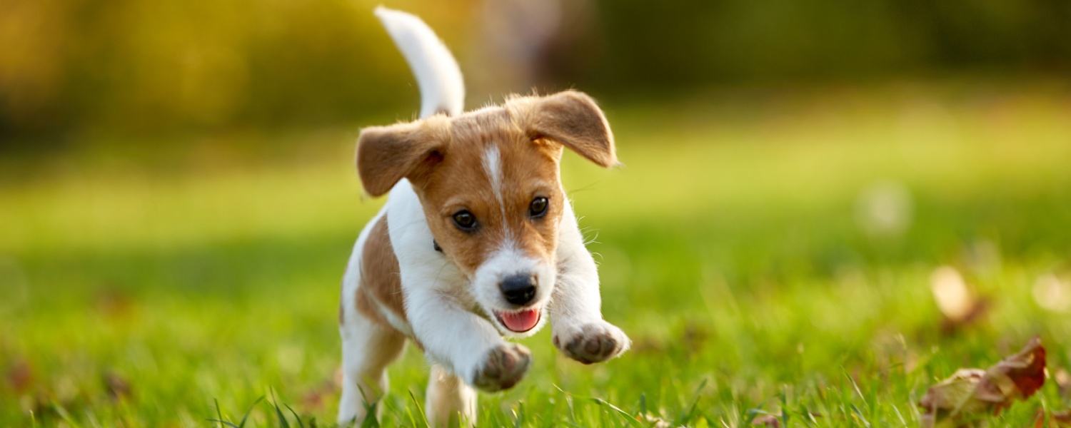 Low Cost Dog Boarding Batavia IL