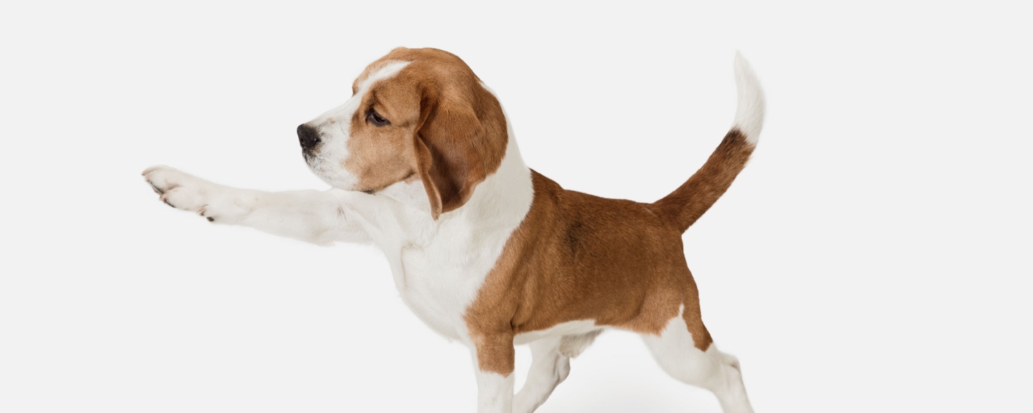 Low Cost Dog Boarding Batavia IL
