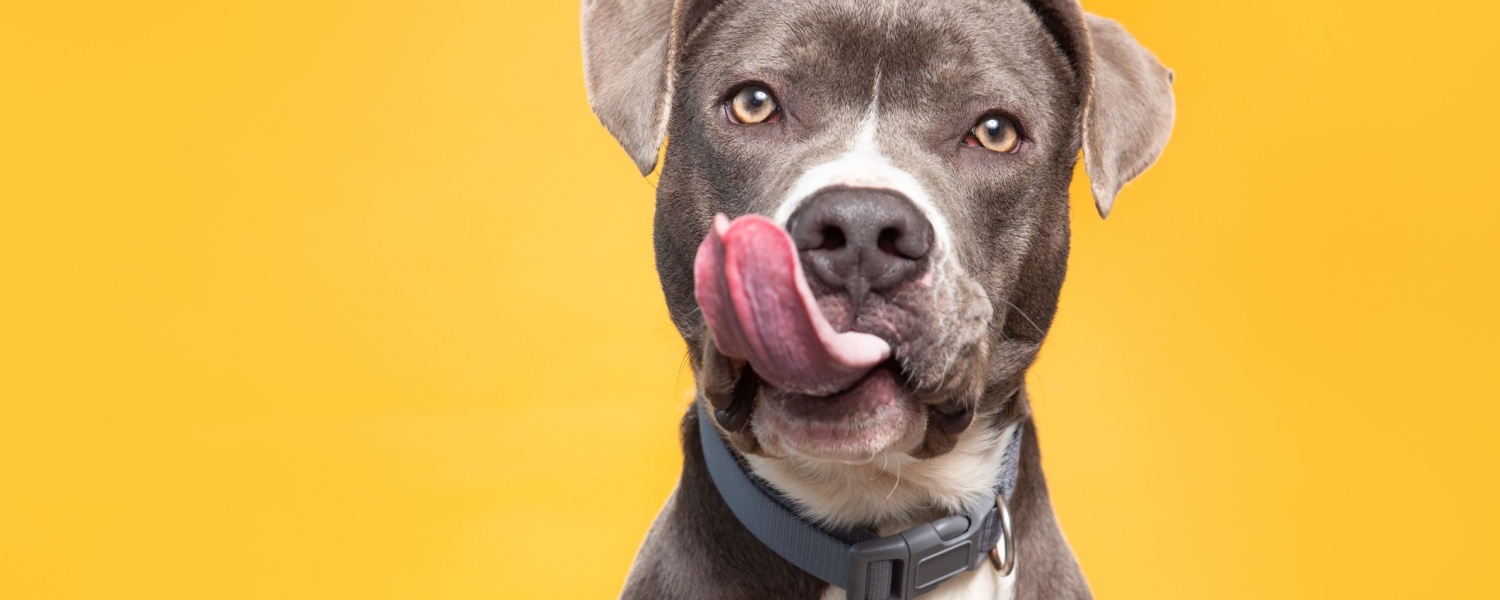 Low Cost Dog Boarding Geneva IL