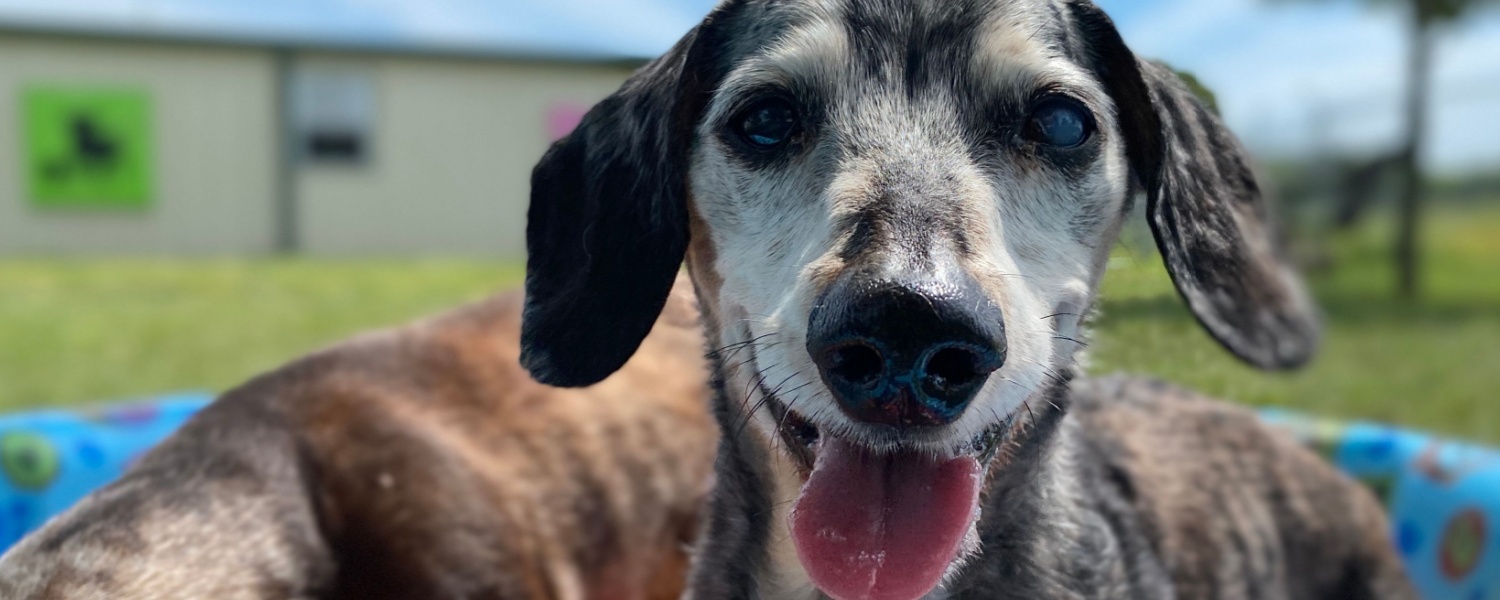 Low Cost Dog Boarding Geneva IL