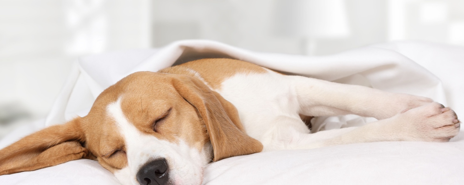 Overnight Dog Boarding Batavia IL