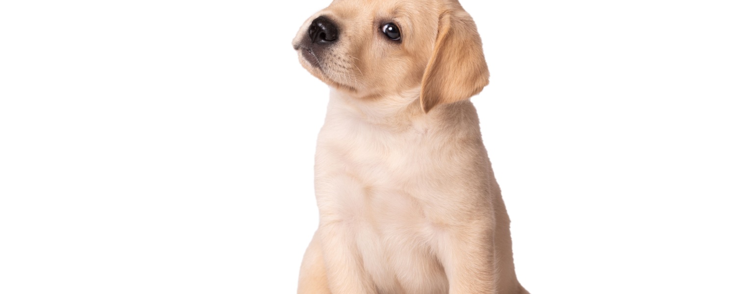 Puppy Daycare Near Me Aurora IL