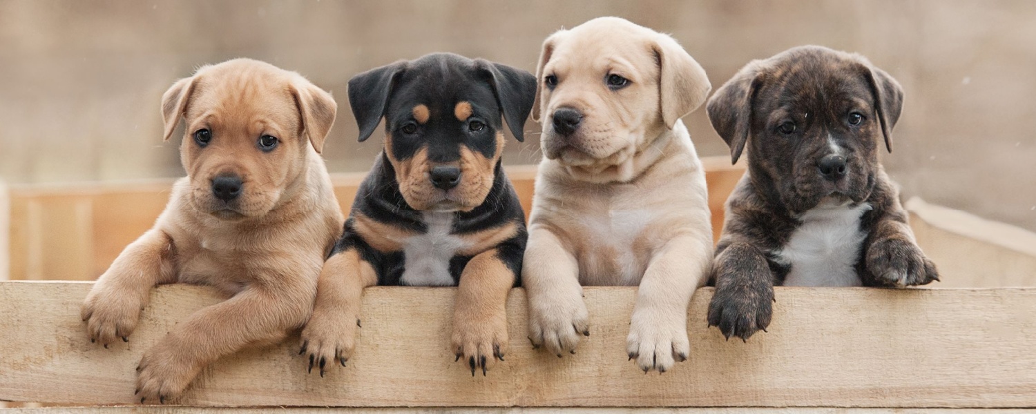 Puppy Daycare Near Me Aurora IL