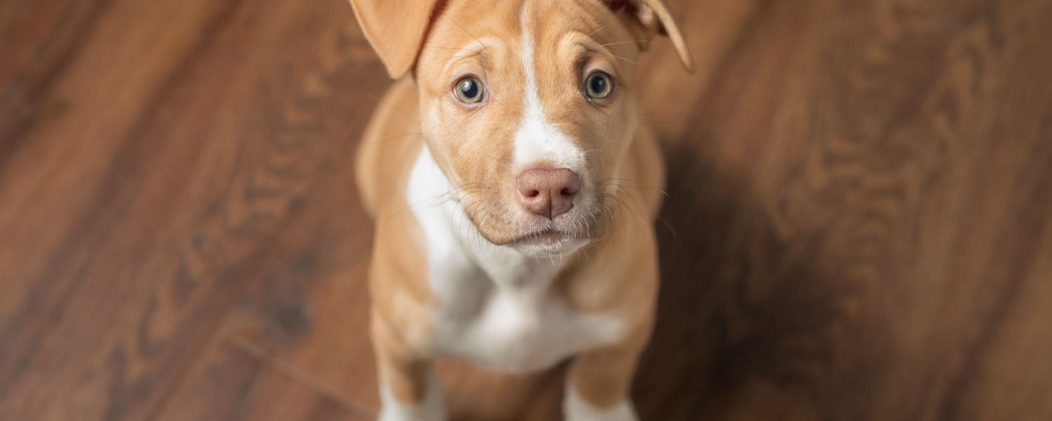 Dog Daycare Near Me Batavia IL