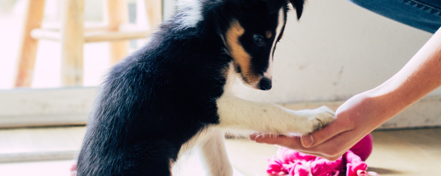Puppy Daycare Near Me Batavia IL