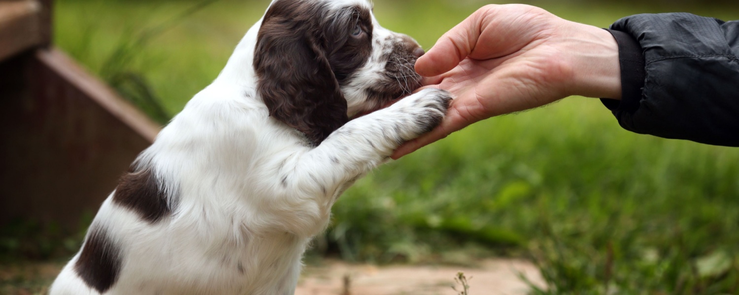 Puppy Daycare Near Me Batavia IL