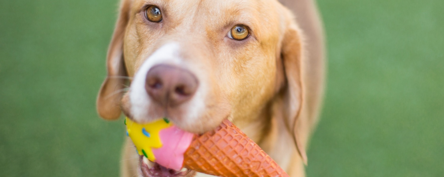 Puppy Daycare Near Me Geneva IL