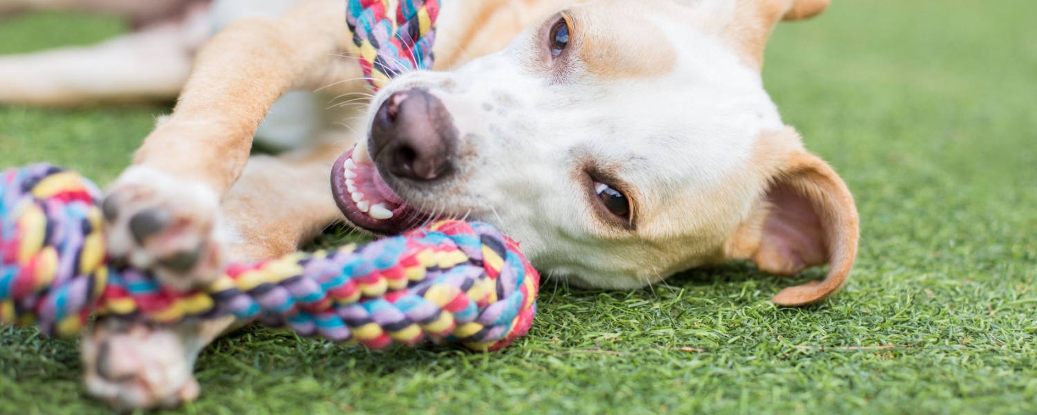 Puppy Daycare Near Me Geneva IL