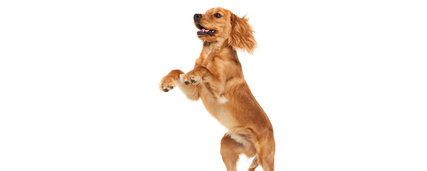 Puppy Daycare Near Me Glen Ellyn IL