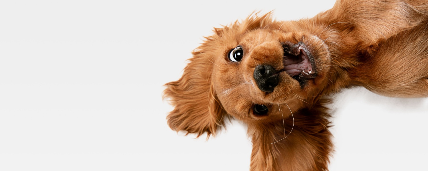 Puppy Daycare Near Me Glen Ellyn IL