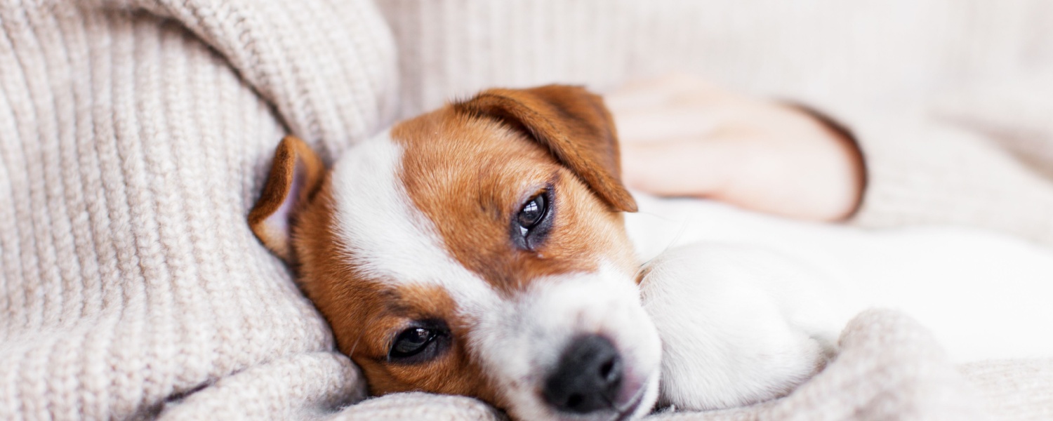 Puppy Daycare Near Me South Elgin IL