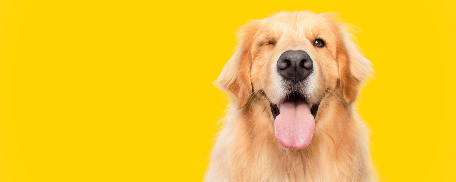 Puppy Daycare Near Me South Elgin IL